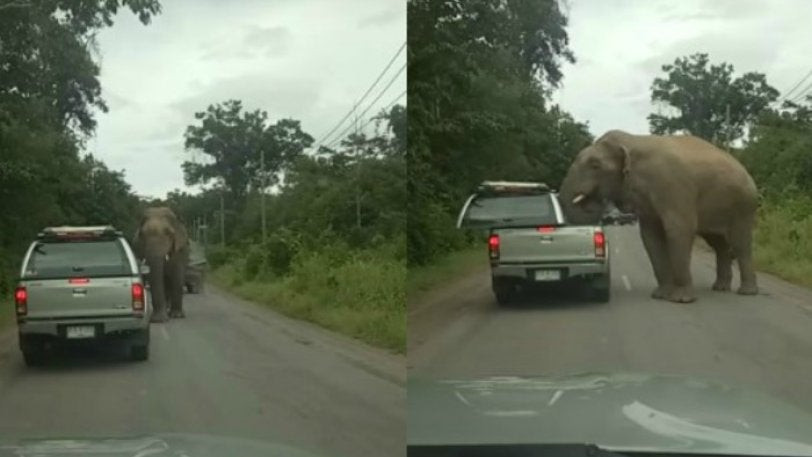 Ένας ελέφαντας επιτίθεται σε αυτοκίνητο και κλέβει φαγητό! (βίντεο)